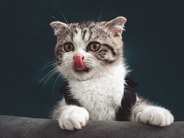 猫のアレルギーについて