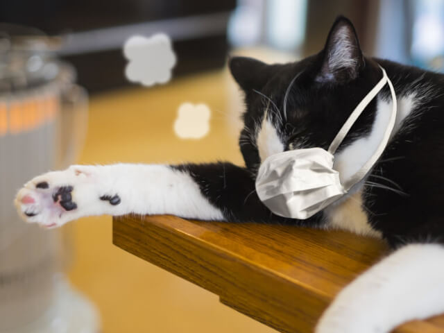 猫の風邪について