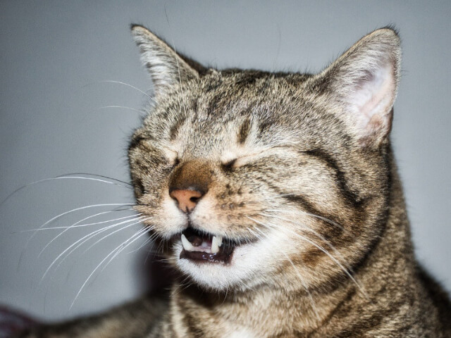 猫の風邪の症状は？