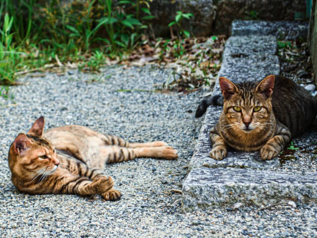 猫の風邪の原因は？