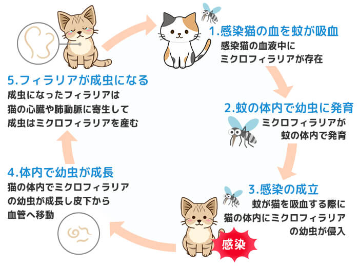 フィラリアの感染経路