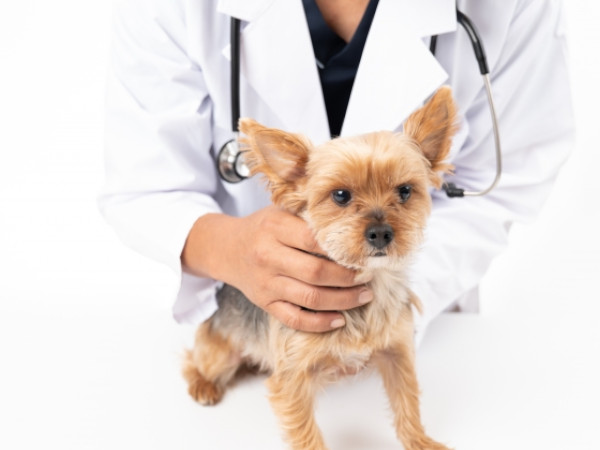 犬の甲状腺機能低下症について