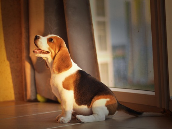 かかりやすい犬種