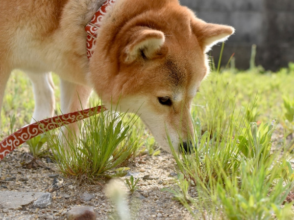 マダニはどこに生息している？