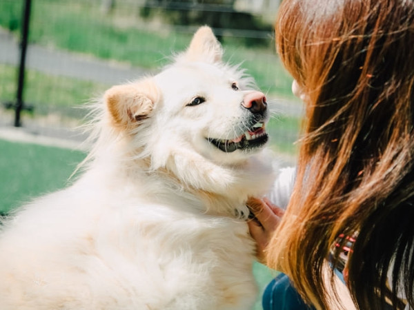 マダニ対策をしていないとどうなる？