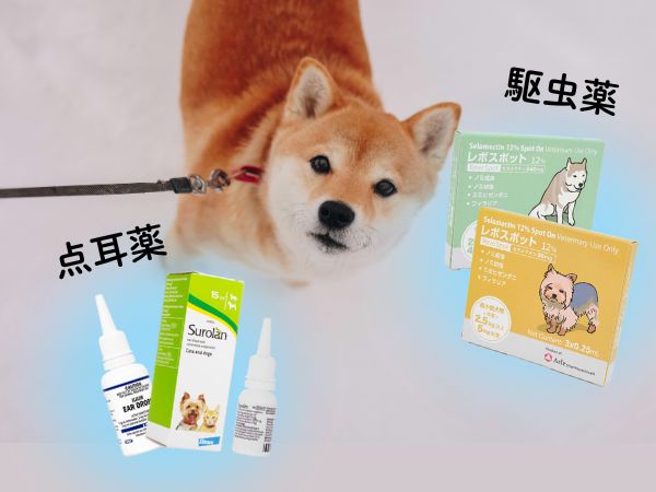 耳ダニの治療方法