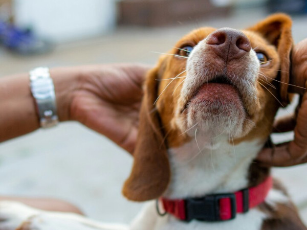 耳ダニ症と間違えられやすい病気