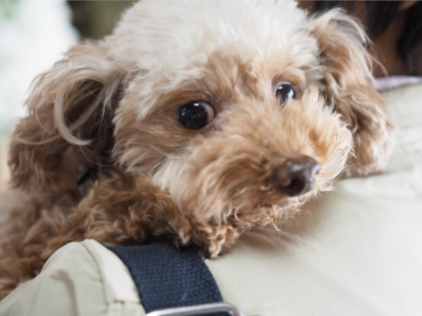 犬の耳ダニは人にもうつる？