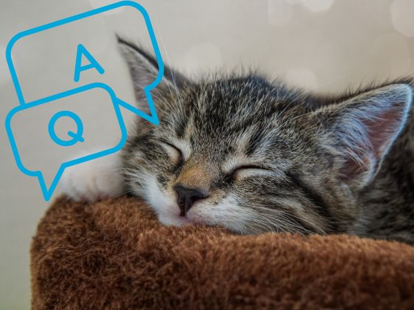 ノミダニ予防薬に関するよくある質問