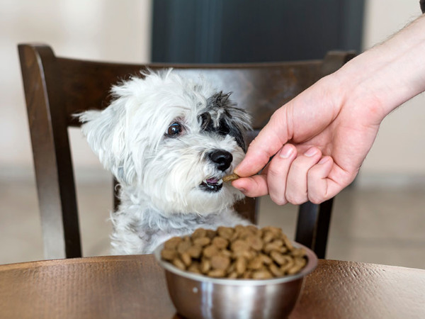 食べるタイプの予防薬を吐いちゃったら?