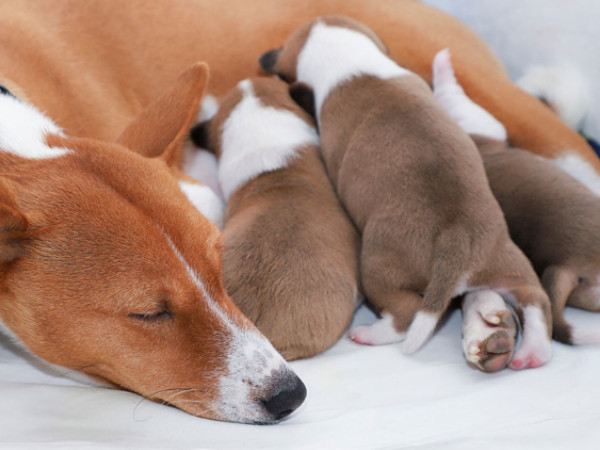 妊娠中・授乳中の犬にも投与できる?