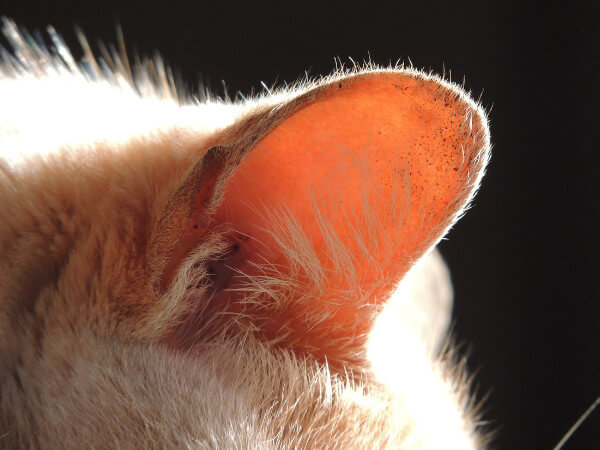 猫にも耳のお掃除は必要!
